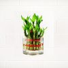 LAYER-BAMBOO-PLANT-IN-GLASS