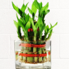 2 LAYER BAMBOO PLANT IN GLASS VASE