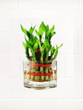 2 STEP BAMBOO PLANT IN GLASS VASE
