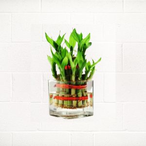 Buy Online Flower Vase