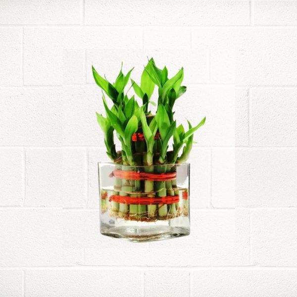 LAYER-BAMBOO-PLANT-IN-GLASS