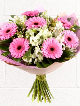 GERBERA BEAUTY