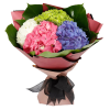 HYDRANGEA BEAUTY