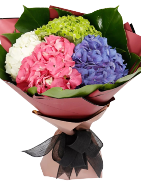 HYDRANGEA BEAUTY