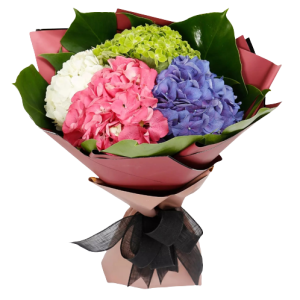 HYDRANGEA BEAUTY