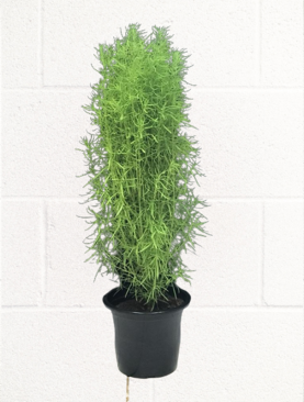 KOCHIA PLANT SUMMER CYPRESS 60-80 CM