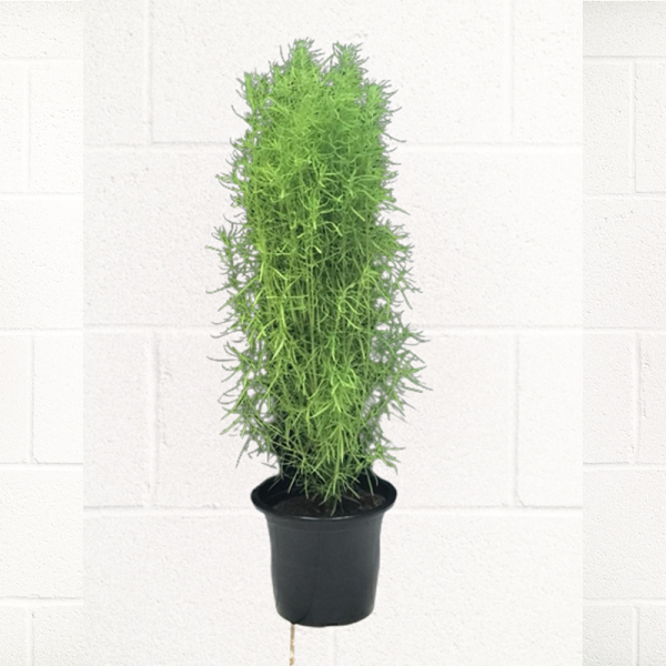 KOCHIA-SUMMER-CYPRESS-PLANT