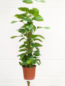 MONEY PLANT