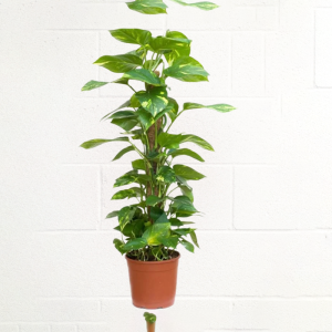 MONEY-PLANT
