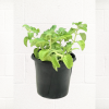 OREGANO-PLANT