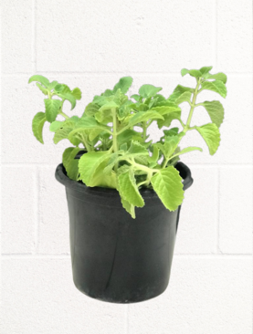OREGANO PLANT 30-35 CM