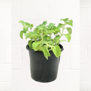 OREGANO-PLANT