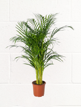 ARECA PALM