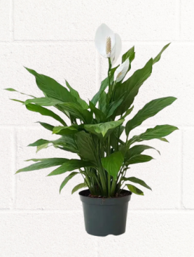 PEACE LILY PLANT