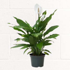 PEACE LILY PLANT