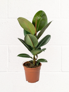RUBBER PLANT