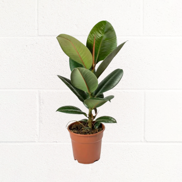 RUBBER-PLANT