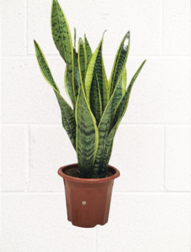 SNAKE PLANT - SANSEVIERIA 50-60 CM