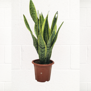 SNAKE-PLANT