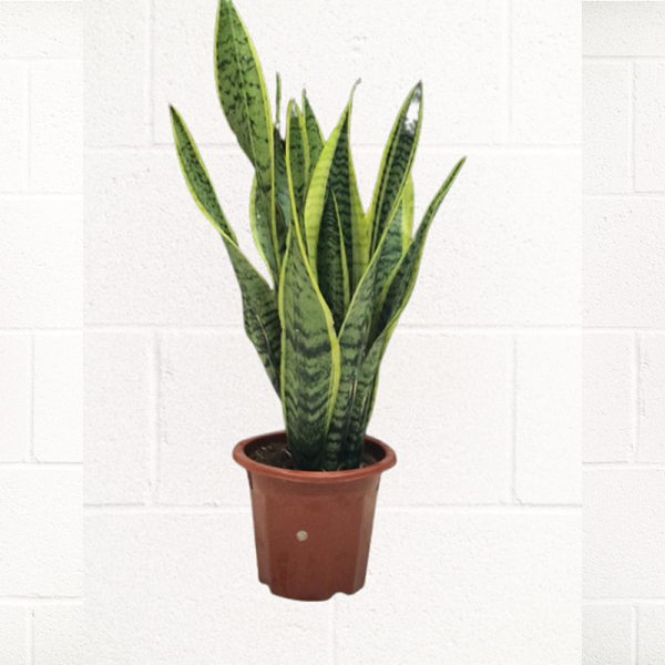 SNAKE-PLANT