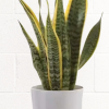 SNAKE PLANT IN WHITE CERAMIC POT