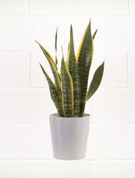 SNAKE PLANT IN WHITE CERAMIC POT