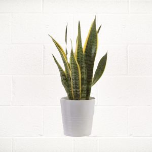 SNAKE PLANT IN WHITE CERAMIC POT