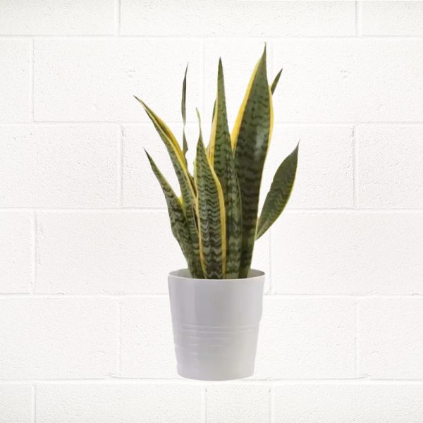 SNAKE PLANT IN WHITE CERAMIC POT