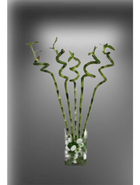 SPIRAL BAMBOO IN GLASS VASE