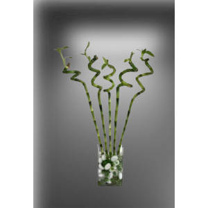 SPIRAL-BAMBOO-IN-GLASS-VASE