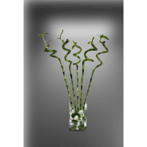 SPIRAL-BAMBOO-IN-GLASS-VASE