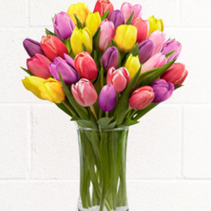 TULIP BEAUTY