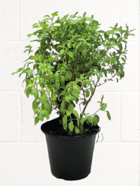 TULSI PLANT - BASIL PLANT