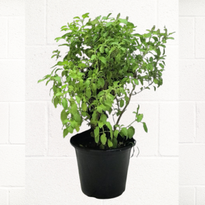 TULSI-PLANT-SMALL