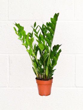 ZZ PLANT