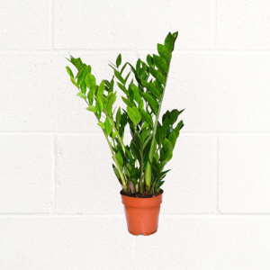 ZZ-PLANT