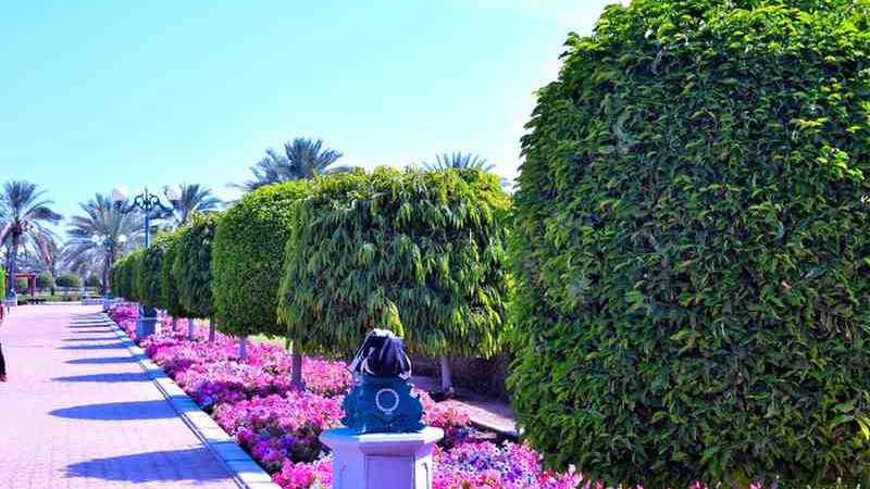 Flowers Online Dubai