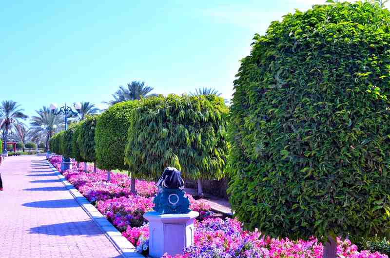 Flowers Online Dubai